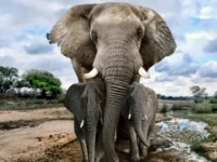 Cara Gajah Berkabung dan Menguburkan Anaknya yang Mati