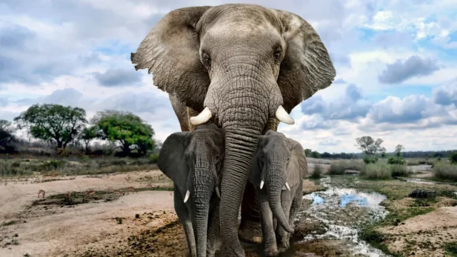 Cara Gajah Berkabung dan Menguburkan Anaknya yang Mati