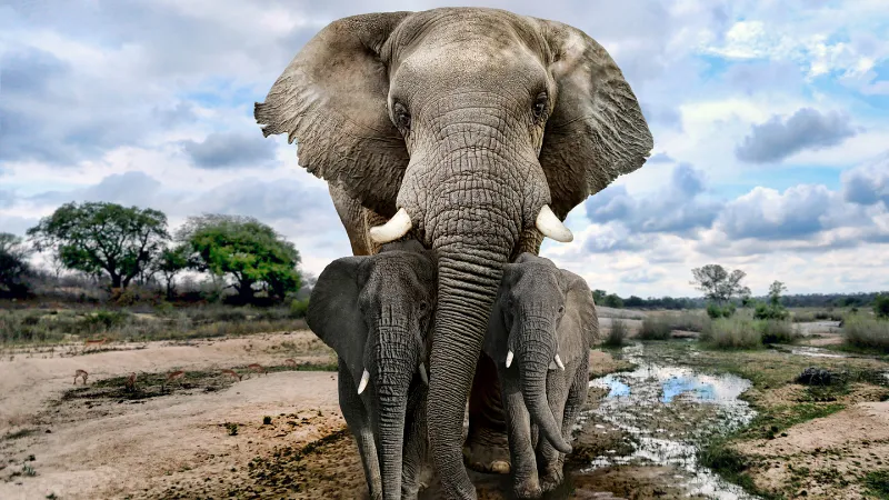 Cara Gajah Berkabung dan Menguburkan Anaknya yang Mati