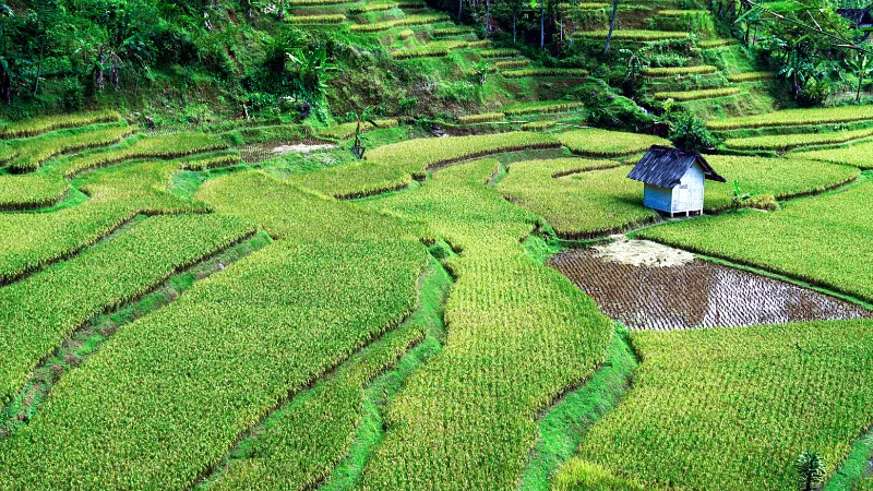 Realisasi luas panen padi di Provinsi Riau sepanjang Januari hingga Desember 2023 tercatat mencapai sekitar 51,91 ribu hektare. Angka ini mengalami kenaikan sebesar 860 hektare atau 1,68 persen dibandingkan dengan tahun sebelumnya.