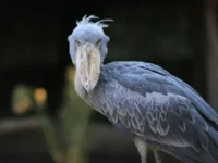 Burung Shoebill: Predator Afrika Seukuran Manusia yang Punya Kebiasaan Membunuh Saudaranya Sendiri