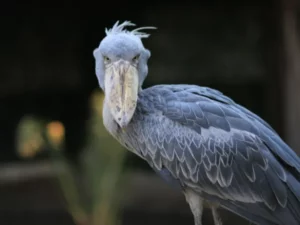 Burung Shoebill: Predator Afrika Seukuran Manusia yang Punya Kebiasaan Membunuh Saudaranya Sendiri