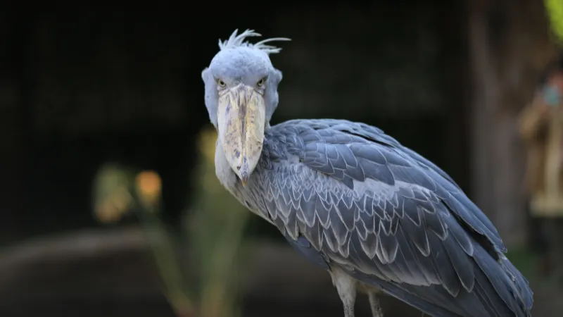 Burung Shoebill: Predator Afrika Seukuran Manusia yang Punya Kebiasaan Membunuh Saudaranya Sendiri