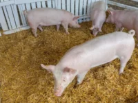 Transplantasi Ginjal Babi ke Manusia Berhasil Dilakukan, Harapan dan Kontroversi