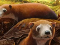 Militekodus Lydae (M. lydae), Hewan Kecil Ini Diduga Nenek Moyang Sapi, Rusa, dan Babi