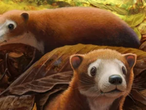 Militekodus Lydae (M. lydae), Hewan Kecil Ini Diduga Nenek Moyang Sapi, Rusa, dan Babi