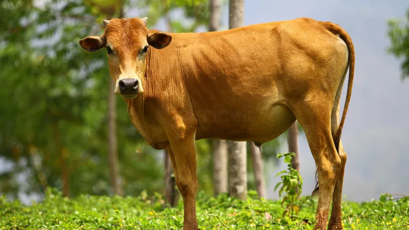 Berita Riau Hari Ini: Kurban Riau 2024: Jumlah Hewan Kurban Meningkat 9,82 Persen