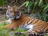 Berita Riau Hari Ini: Pasang 5 Kamera Trap, BBKSDA Riau Awasi Harimau Sumatera Penyerang Manusia