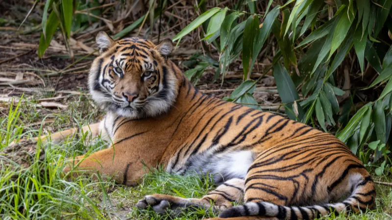 Berita Riau Hari Ini: Pasang 5 Kamera Trap, BBKSDA Riau Awasi Harimau Sumatera Penyerang Manusia