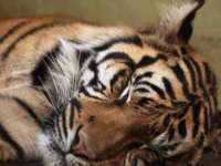 Berita Riau Hari Ini: Video Harimau Mati Tertabrak di Tol Permai Ternyata Hoaks, Ini Faktanya