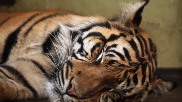 Berita Riau Hari Ini: Video Harimau Mati Tertabrak di Tol Permai Ternyata Hoaks, Ini Faktanya