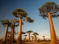 Misteri Evolusi Pohon Baobab "Terbalik" Terungkap