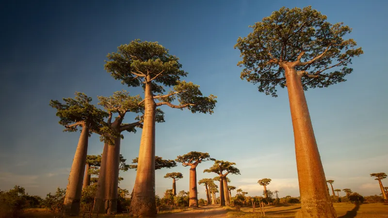 Misteri Evolusi Pohon Baobab "Terbalik" Terungkap