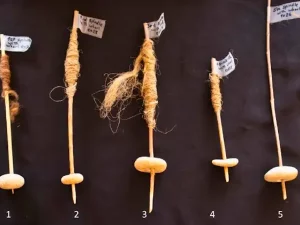 Krikil roda berusia 12.000 tahun berbentuk donat yang ditemukan di situs arkeologi Nahal Ein Gev II, Israel Utara, diduga menjadi bukti asal usul roda tertua di dunia