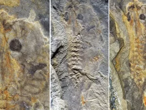 Fosil kecebong tertua berusia 160 juta tahun yang ditemukan di Formasi La Matilde, Argentina, menunjukkan detail anatomi yang luar biasa