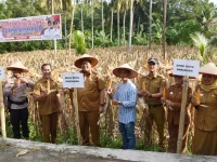 Wali Kota Pariaman Yota Balad bersama petani saat acara panen raya jagung di Desa Sikapak Barat, Pariaman, Senin 16 Juni 2025