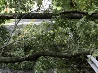 Pohon Tumbang di Jalan Rajawali Padang Utara Berhasil Dievakuasi Tim BPBD
