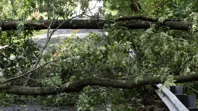 Pohon Tumbang di Jalan Rajawali Padang Utara Berhasil Dievakuasi Tim BPBD