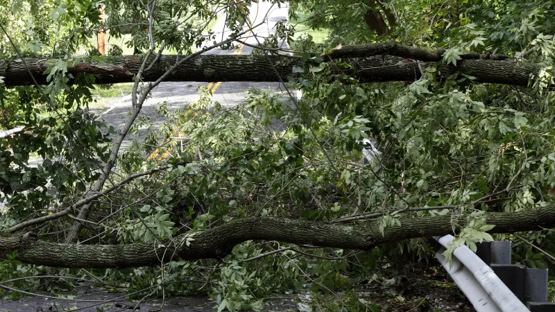 Pohon Tumbang di Jalan Rajawali Padang Utara Berhasil Dievakuasi Tim BPBD
