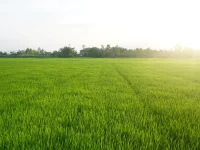 Petani Milenial Padang Capai 800 Orang dengan Beragam Komoditas Pertanian