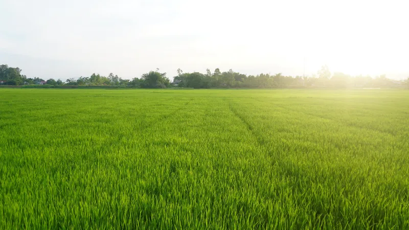 Petani Milenial Padang Capai 800 Orang dengan Beragam Komoditas Pertanian
