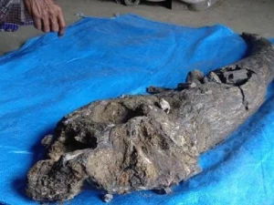 Fosil Tanduk Kerbau Purba Berusia 200 Ribu Tahun Ditemukan