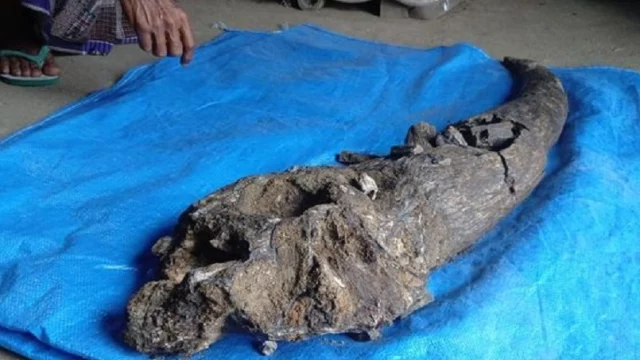 Fosil Tanduk Kerbau Purba Berusia 200 Ribu Tahun Ditemukan